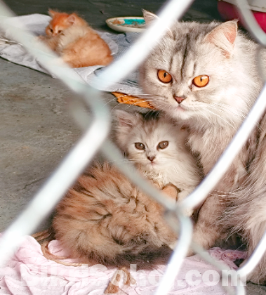 Pure Traditional Persian